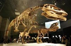 Fossils Replicas