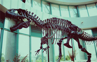 Why Did Dinosaurs Go Extinct?