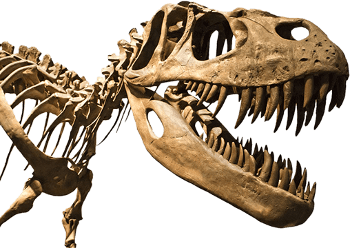Dino Walk Science & Technology Inc. 